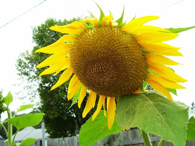 Picture 001.jpg